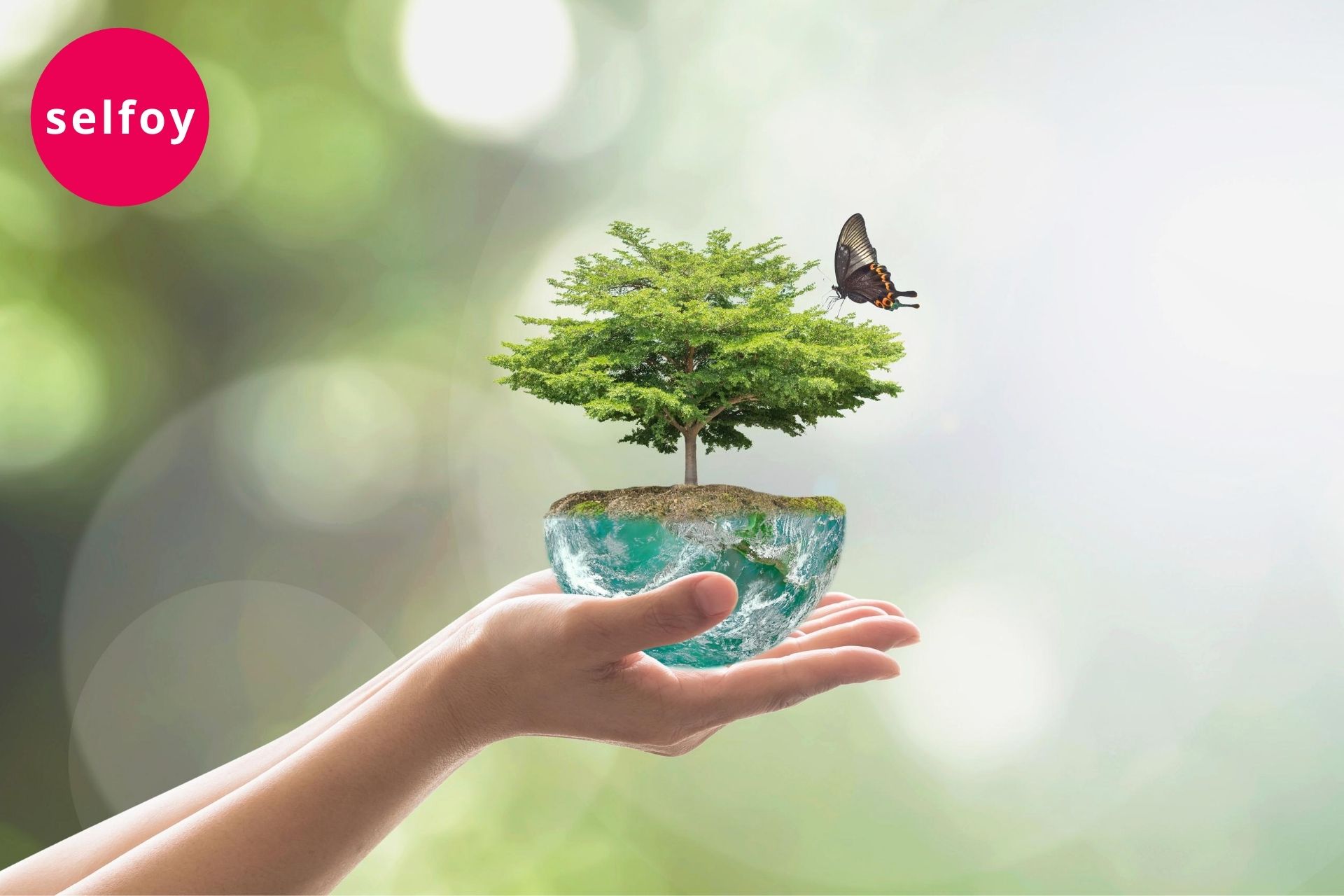 hand holding bonsai tree and there is one butterfly