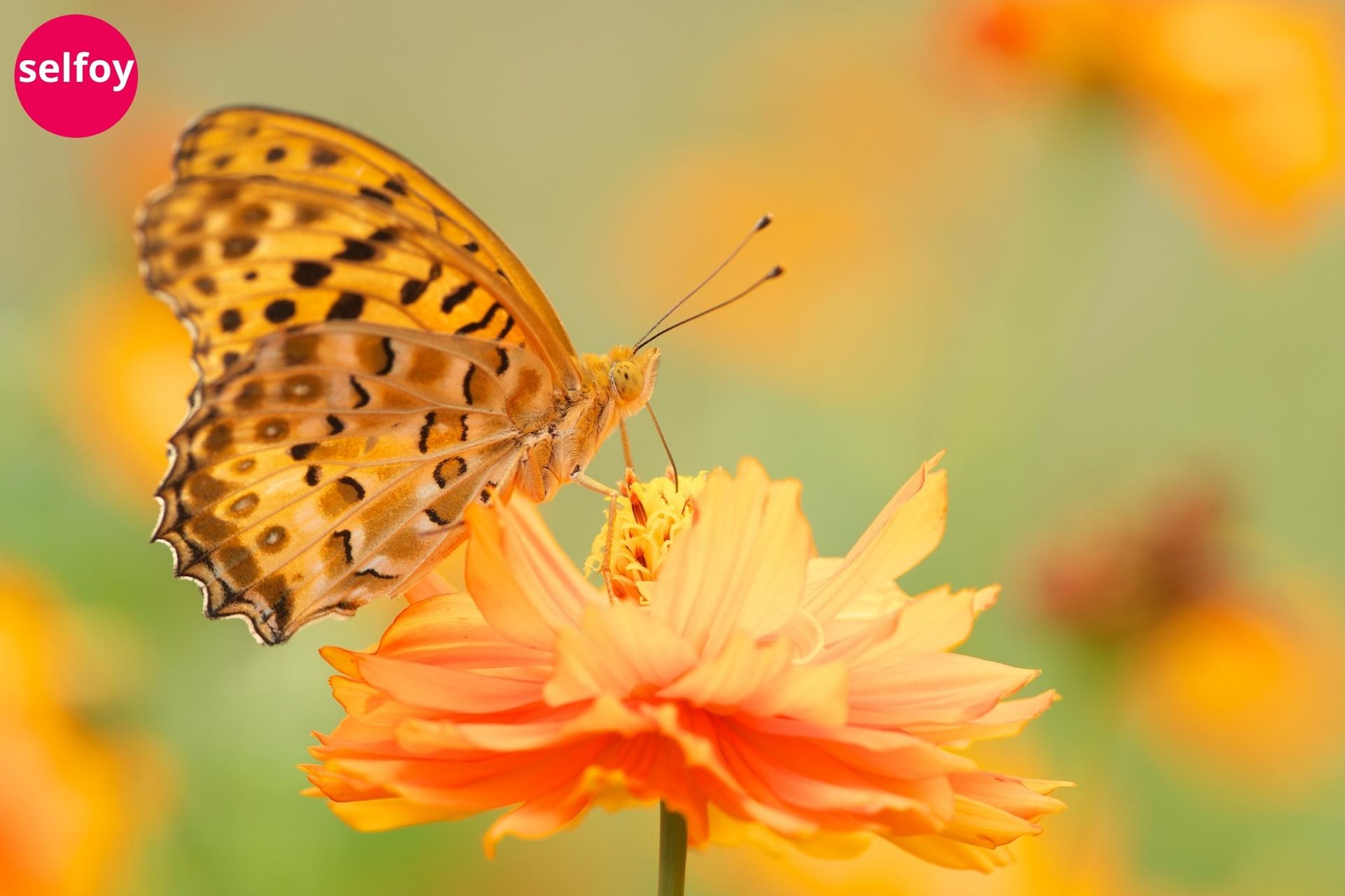 Butterfly on the yellow flower