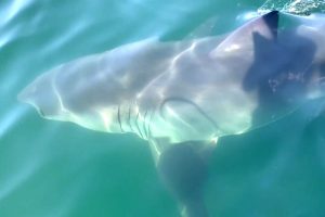 cruise ship passengers spot giant shark