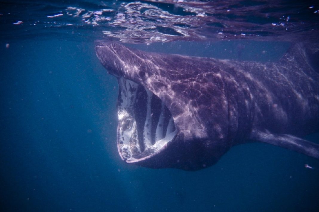 cruise ship passengers spot giant shark