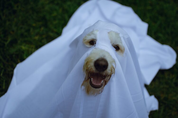 Do Dogs Like Being Put In Costumes?