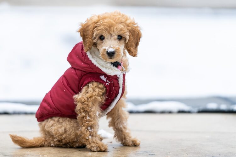 Do Dogs Like Being Put In Costumes?