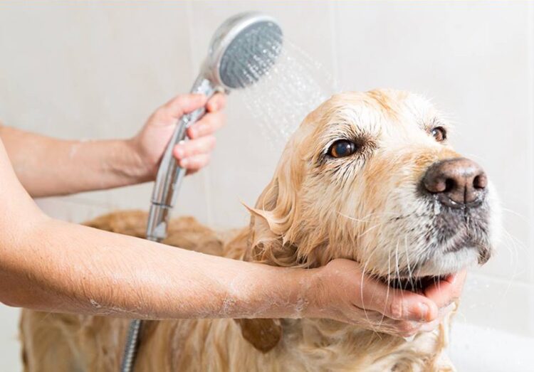 How Do You Wash a Dog Without Them Freaking Out?