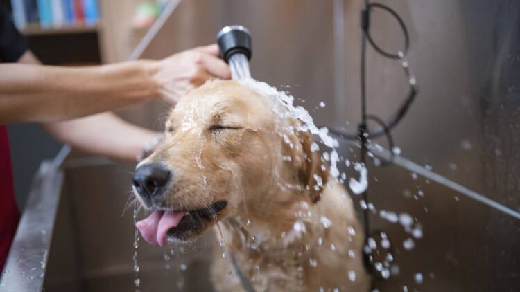 How Do You Wash a Dog Without Them Freaking Out?