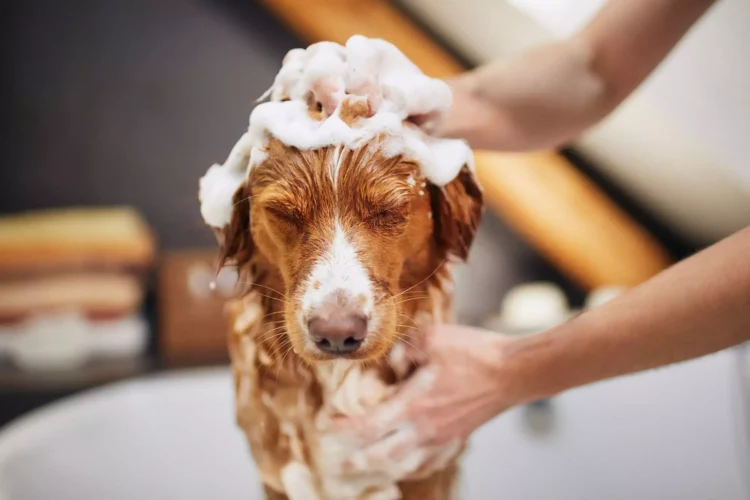 How Do You Wash a Dog Without Them Freaking Out?