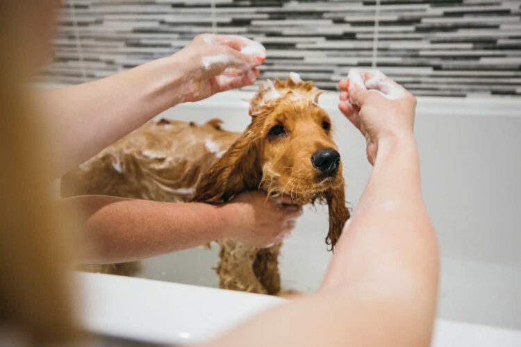 How Do You Wash a Dog Without Them Freaking Out?