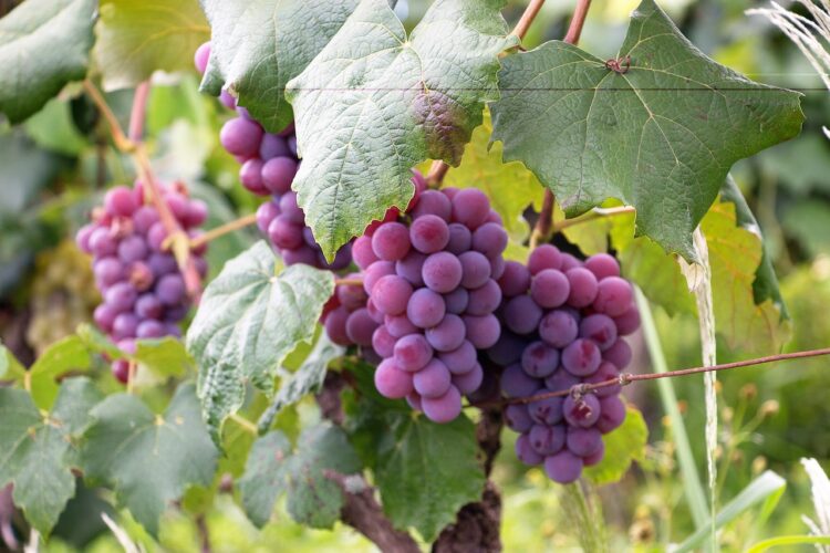 The History of Wine and Vineyards in Oregon: 3 Facts to know
