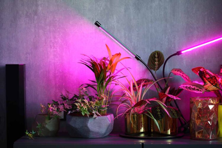 Can Plants Grow With Regular LED Lights?