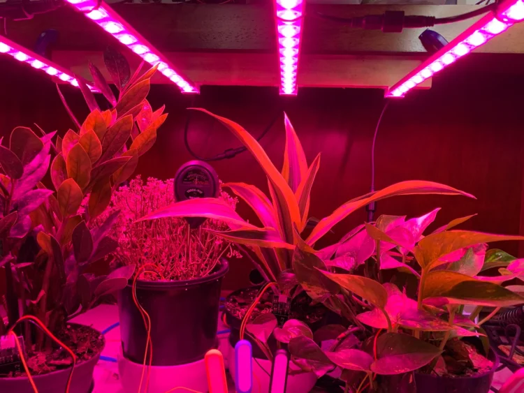 Can Plants Grow With Regular LED Lights?