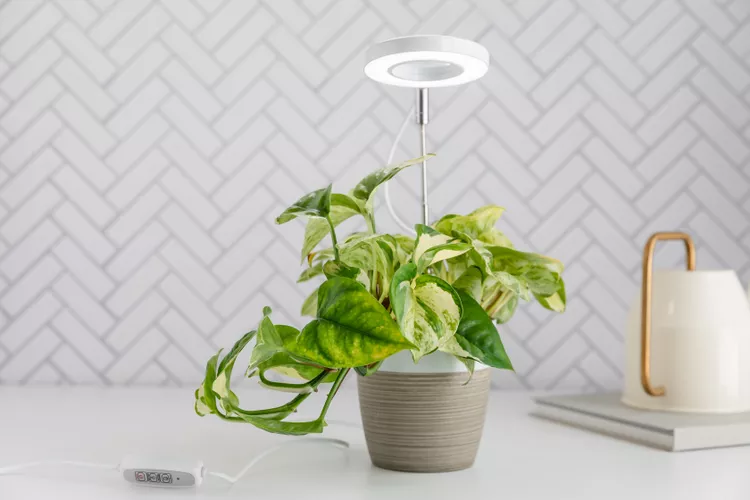 Can Plants Grow With Regular LED Lights?