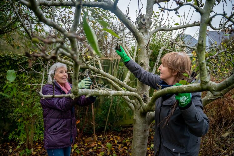 4 Mistakes to Avoid if You Want to Keep Your Backyard Trees Healthy