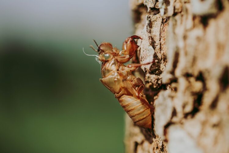 4 Mistakes to Avoid if You Want to Keep Your Backyard Trees Healthy