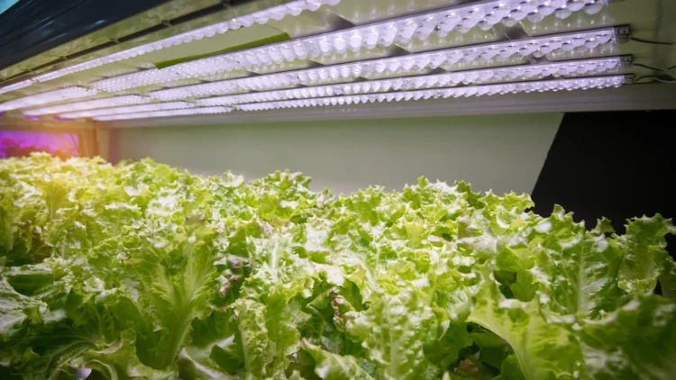 The Power of Indoor Growing Equipment