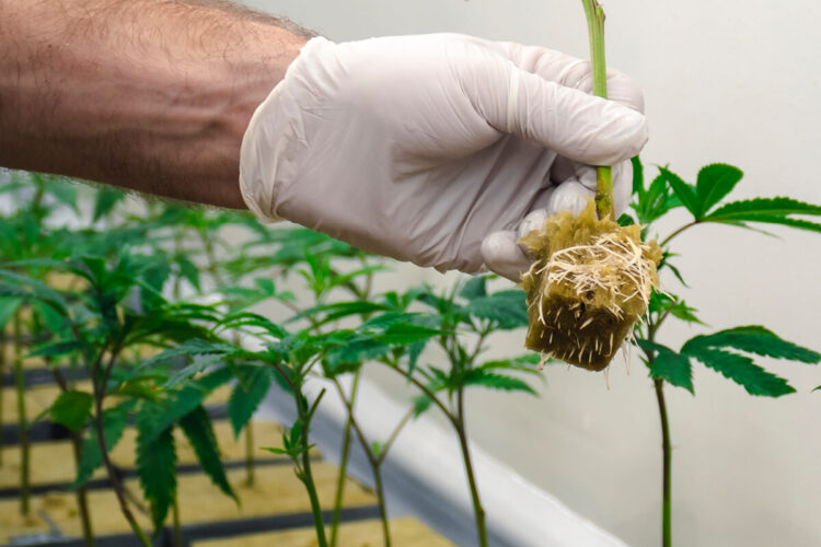 How to Maximize Yield and Quality of Autoflower Cannabis Plants
