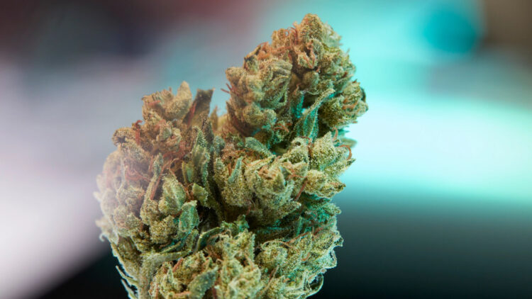 The Benefits and Uses of THCA Flower in the World of Cannabis - 2023 Guide