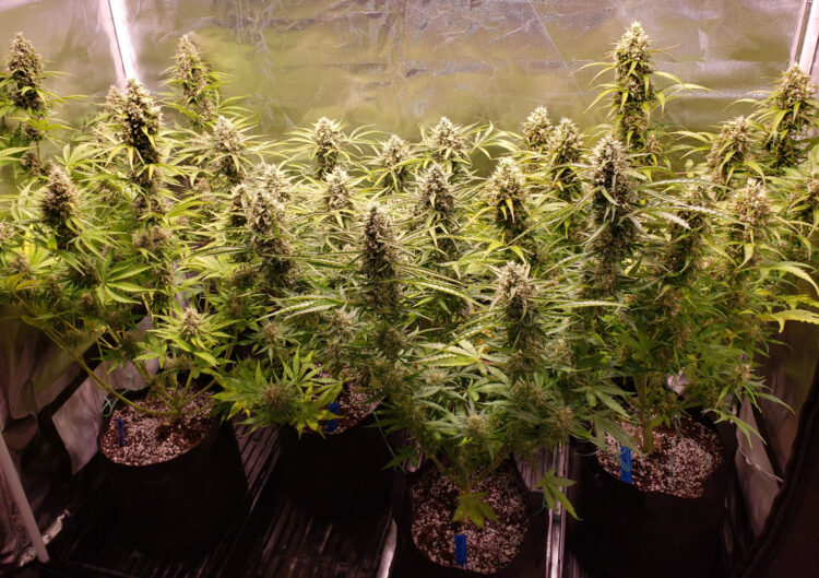 How to Maximize Yield and Quality of Autoflower Cannabis Plants