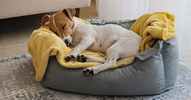 Choosing the Best Dog Bed for Arthritic Dogs - 2024 Guide