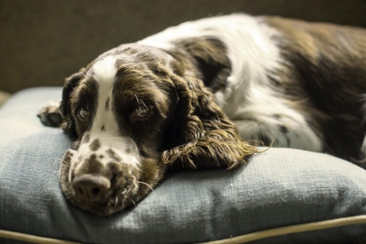 Choosing the Best Dog Bed for Arthritic Dogs - 2023 Guide