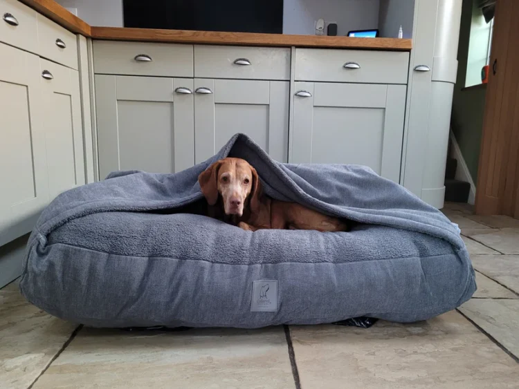 Choosing the Best Dog Bed for Arthritic Dogs - 2024 Guide