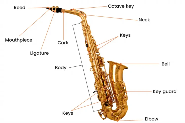 Anatomy of a Tenor Saxophone: Understanding the Different Parts