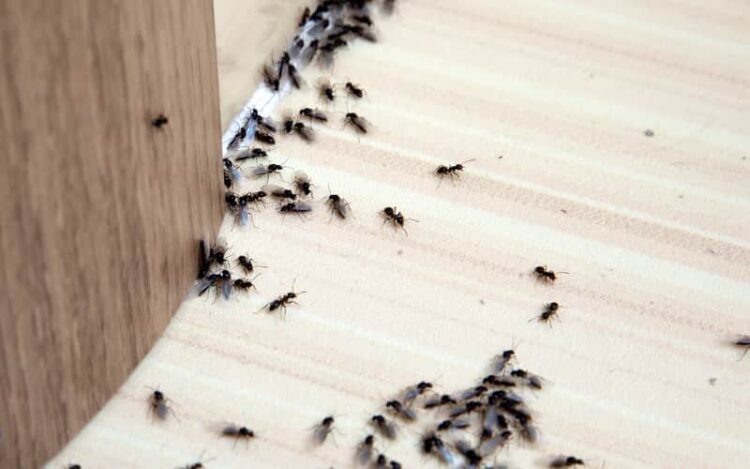 DIY Pest Control: Effective Tips for Keeping Your Home Bug-Free