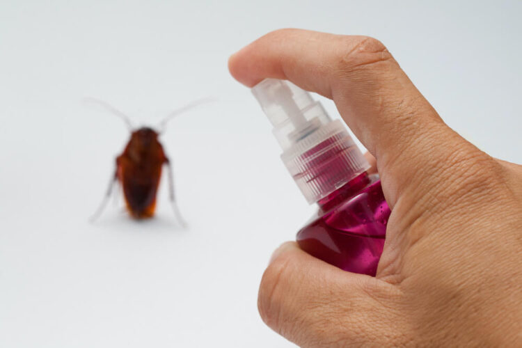 DIY Pest Control: Effective Tips for Keeping Your Home Bug-Free