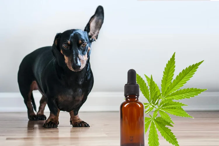 Identifying Authorized and Trustworthy Retailers of CBD Oil for Dogs