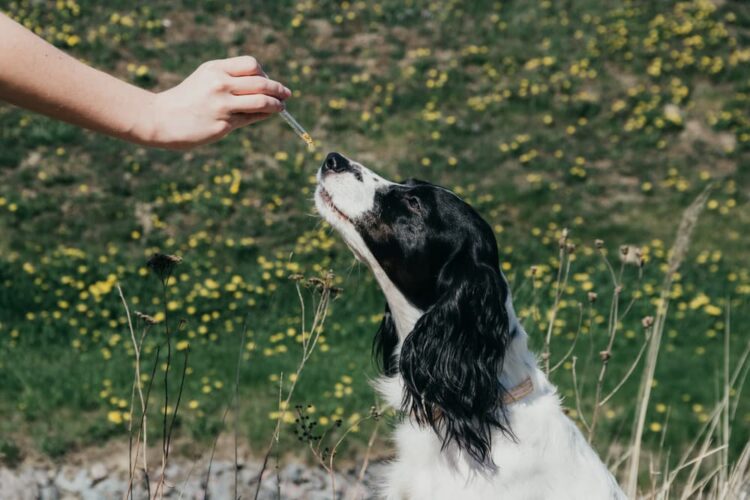 Curious About Full Spectrum Hemp Oil for Pets? Here's What You Need to Know!