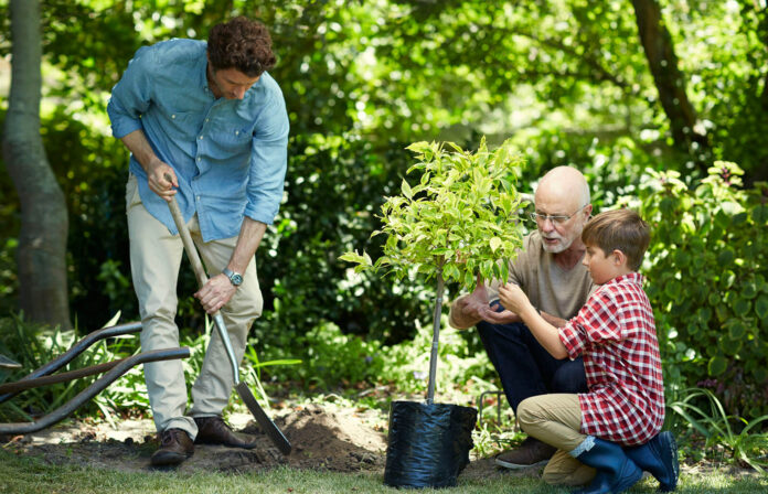 A Step-By-Step Guide to Putting Together a Memorial Tree Planting