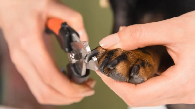 How to Groom Your Dog’s Fur Like a Pro