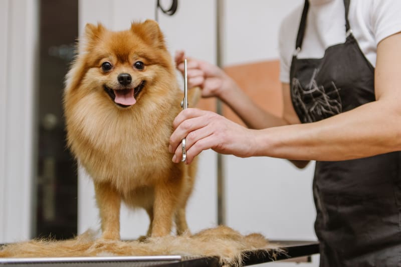 How to Groom Your Dog’s Fur Like a Pro