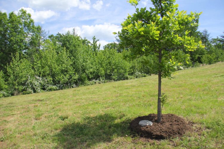The Everlasting Impact of a Memorial Tree Planting