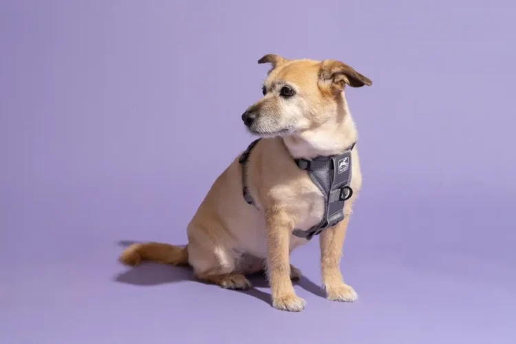 Choosing the Perfect Dog Collar: Is a Dog Harness and Lead Set Right for Your Pooch?