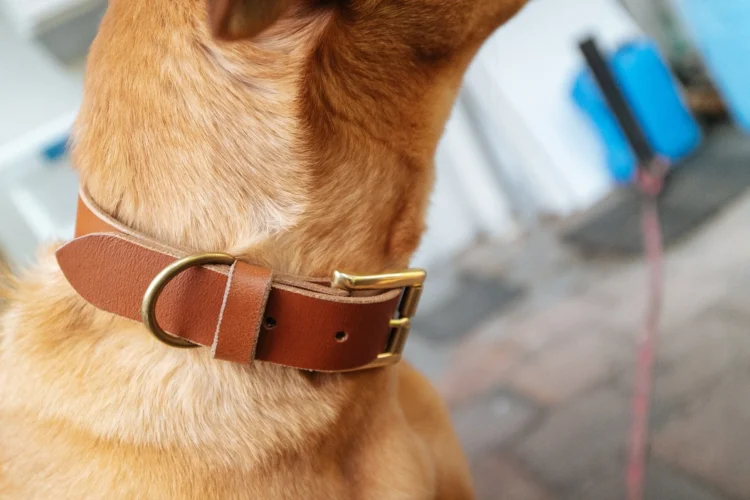 Choosing the Perfect Dog Collar: Is a Dog Harness and Lead Set Right for Your Pooch?