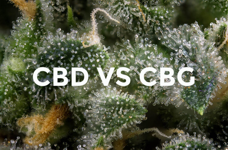 CBG vs. CBD
